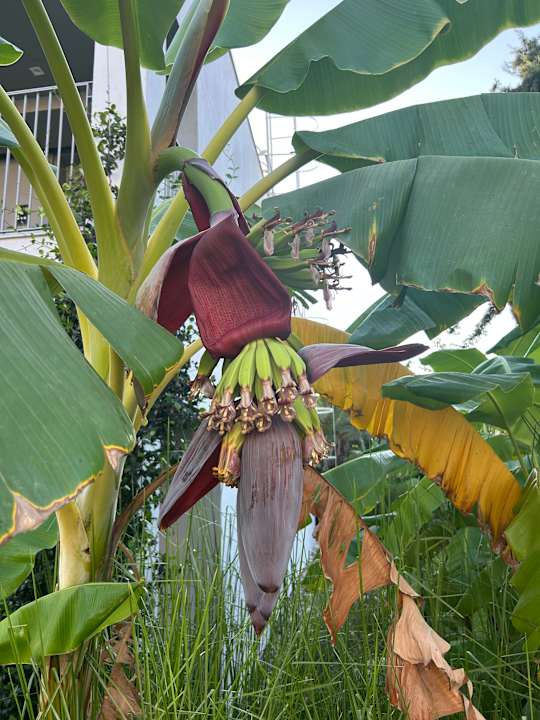 Gartenanlage Paloma Finesse