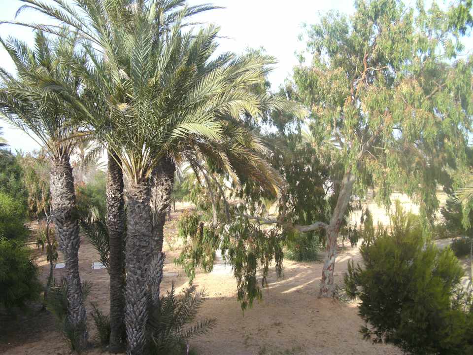 Garten Hotel El Mouradi Djerba Menzel