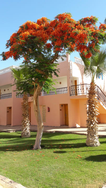 Außenansicht Beach Albatros Resort