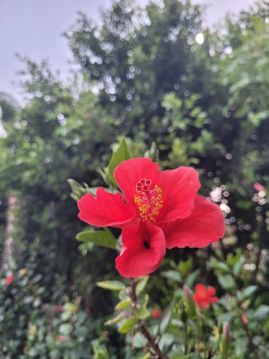 Gartenanlage Hane Family Resort