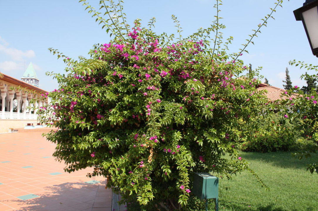 Club Ali Bey Manavgat Ali Bey Club