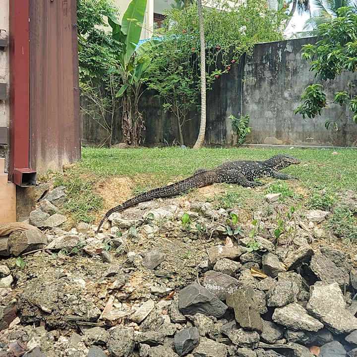 Sonstiges Earl’s Reef Beruwala