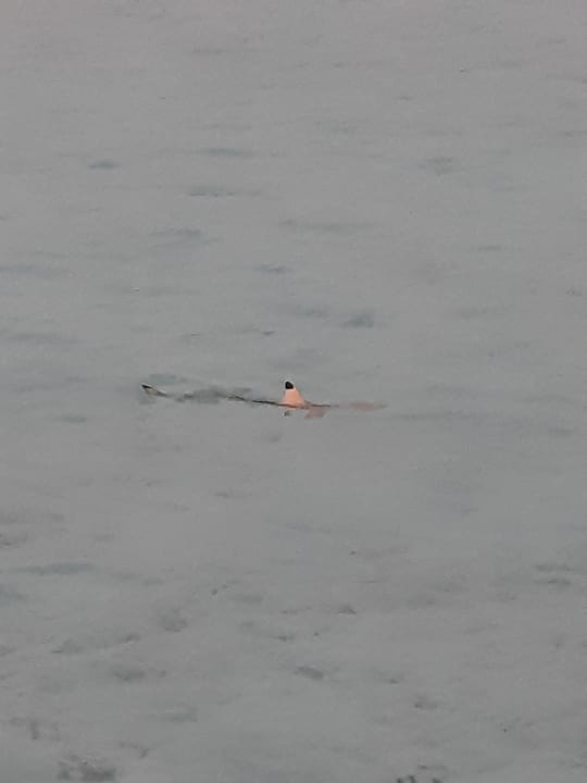 Ausblick NH Collection Maldives Reethi Resort