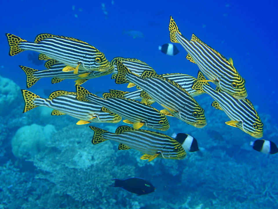 Schnorcheln ananea Diamonds Athuruga