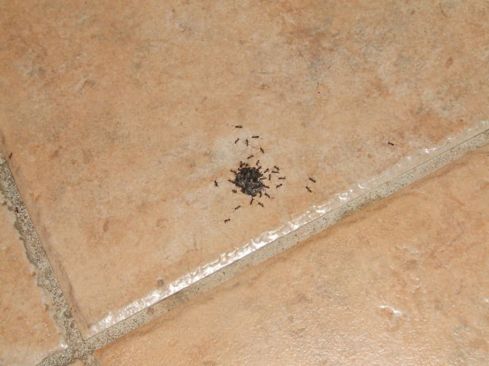 Unsere Mitbewohner Comitas Isla Del Aire