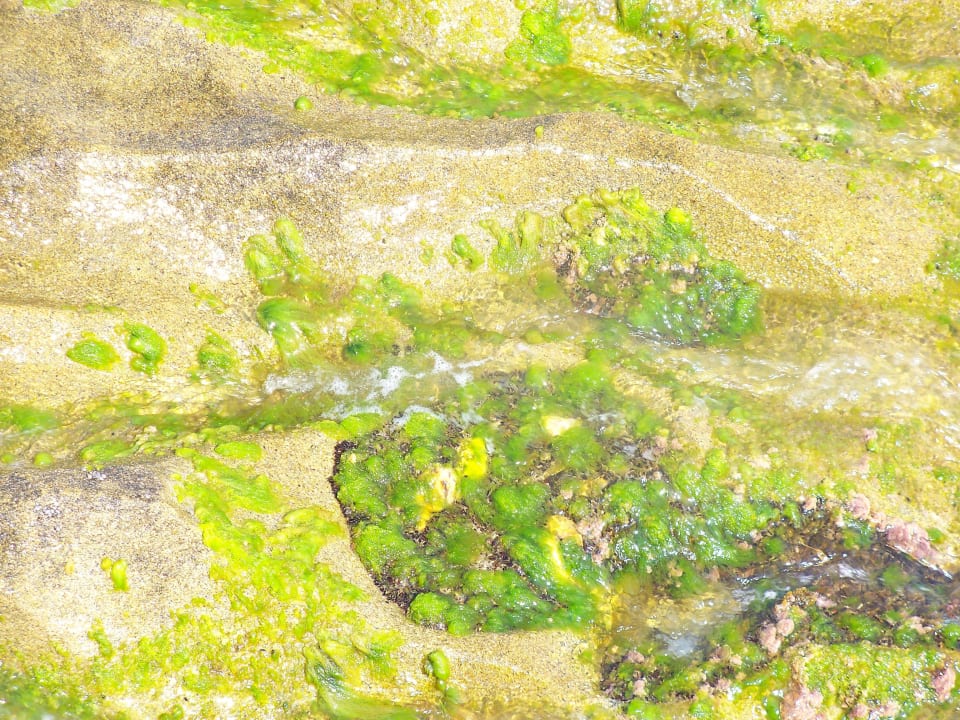 Nicht gut Dizalya Palm Garden