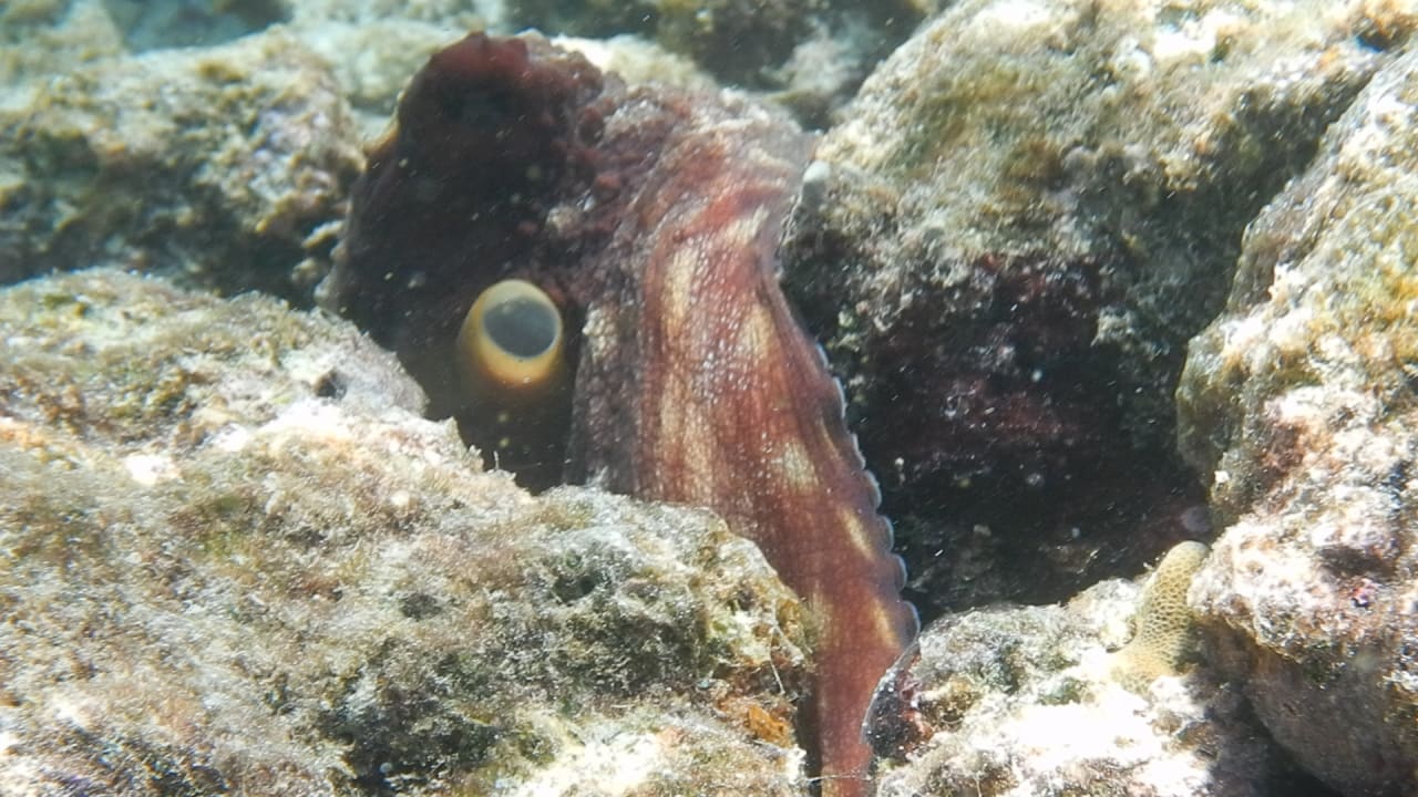 Sport & Freizeit NH Collection Maldives Reethi Resort