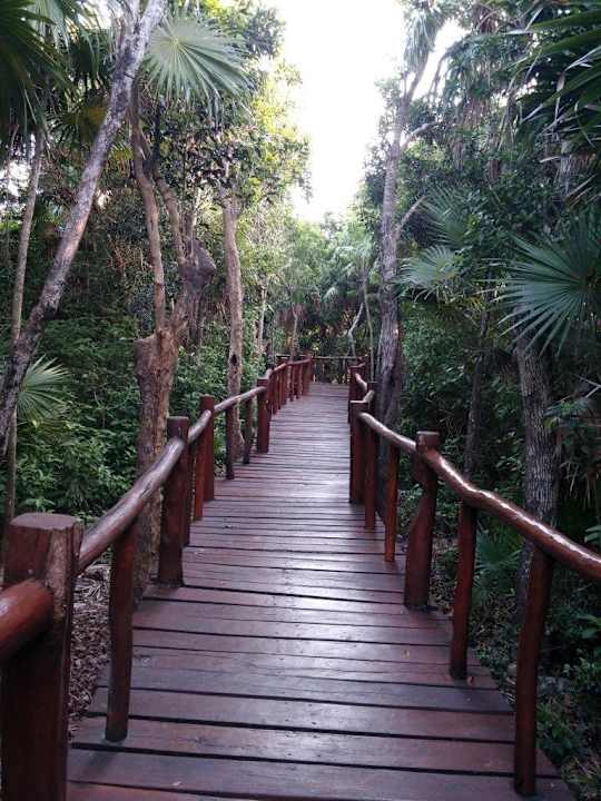 Die Wege durch die Mangroven Grand Palladium Kantenah Resort & Spa