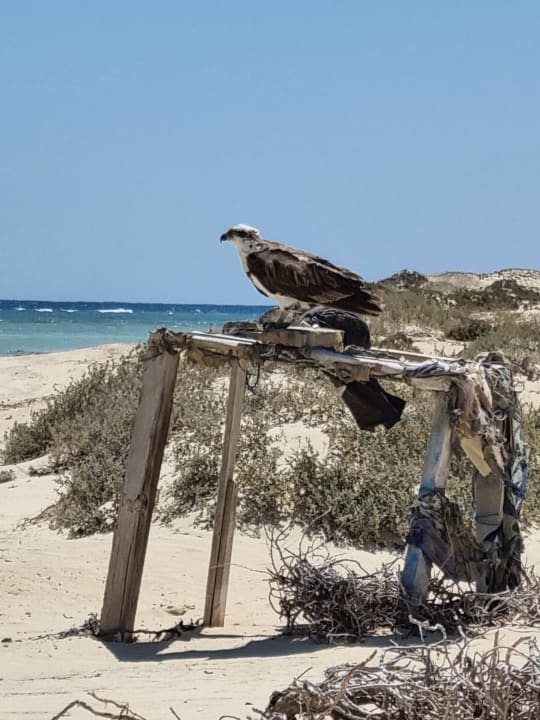 Strand Hotel Gorgonia Beach Resort