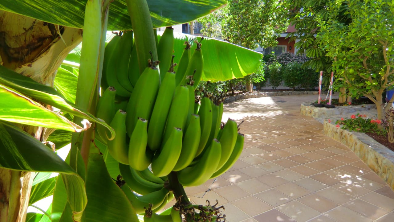 Eine der tausenden von fantastischen Pflanzen  Hotel Cordial Mogán Playa