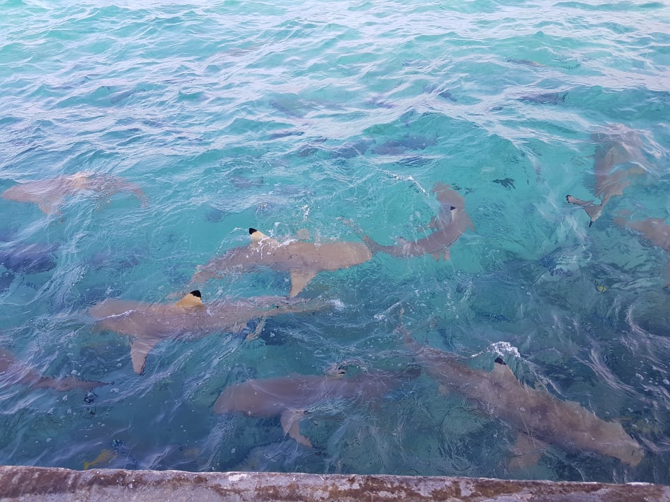 Strand Summer Island Maldives