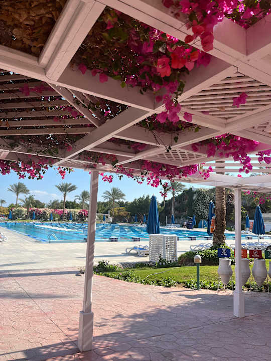 Gartenanlage Desert Rose