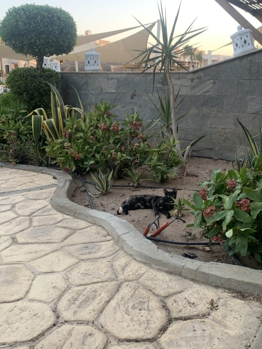 Gartenanlage Iberotel Casa Del Mar Resort