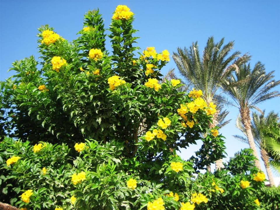 Garten und Hotelgebäude Makadi Palace