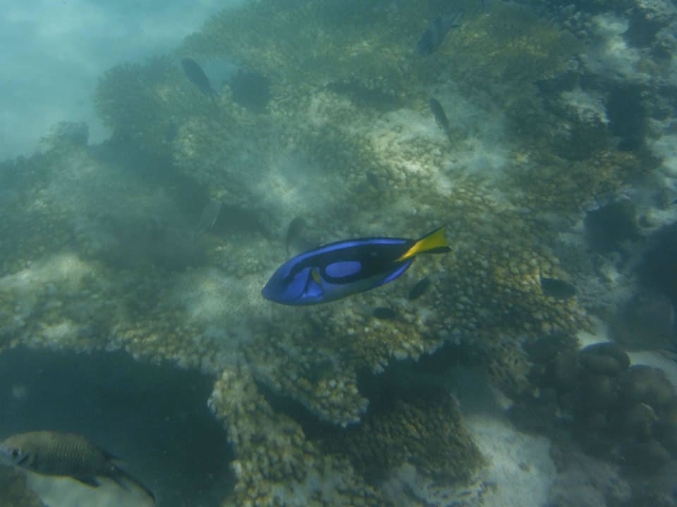 Läßt sich nicht stören Royal Zanzibar Beach Resort