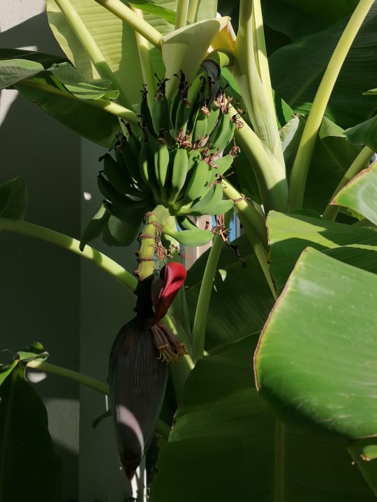 Gartenanlage Belek Beach Resort Hotel