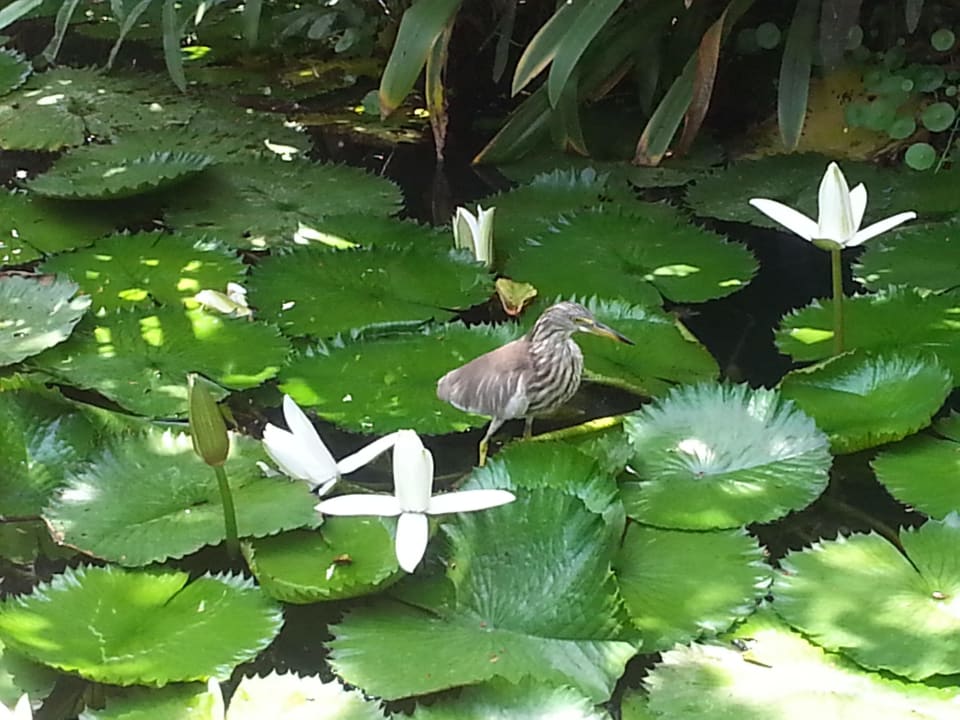 Auch Tiere fühlen sich hier wohl Sheraton Hua Hin Pranburi Villas