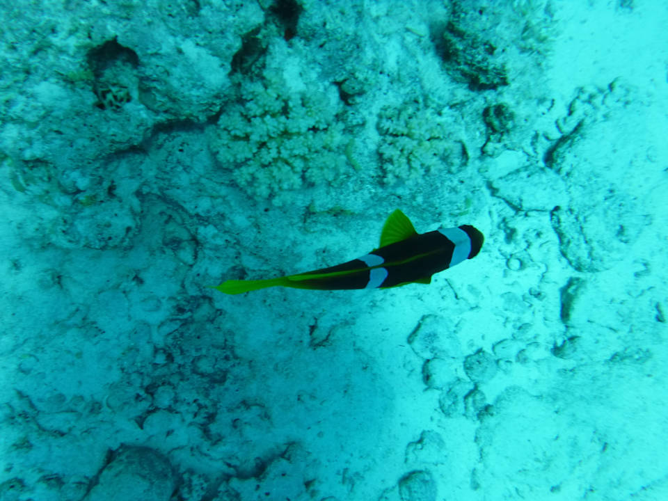 Strand Malikia Resort Abu Dabbab