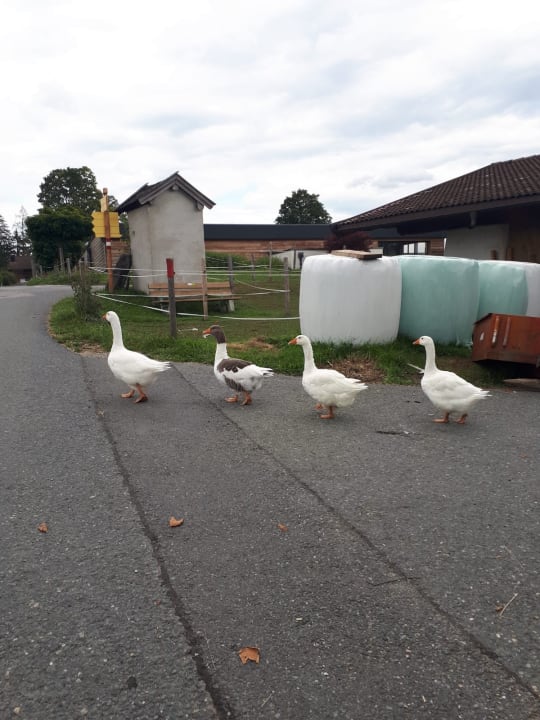 Gartenanlage Wohlfühlresort Peternhof