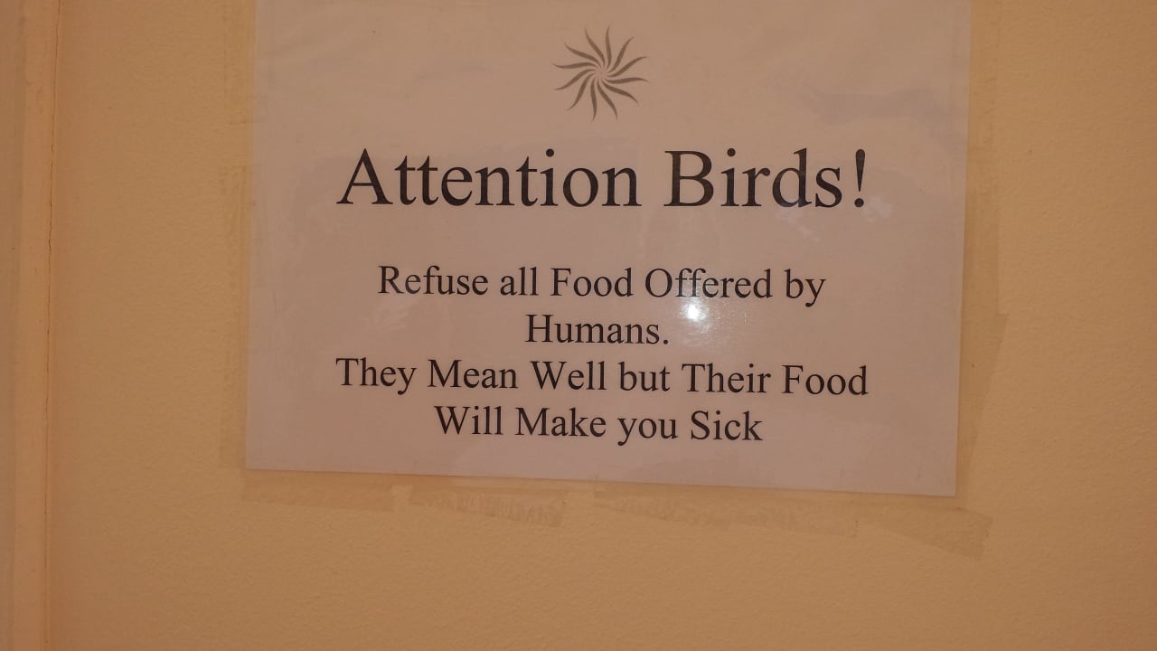 In Ägypten sind die Vögel sehr klug... Shams Prestige Abu Soma-Adults Only