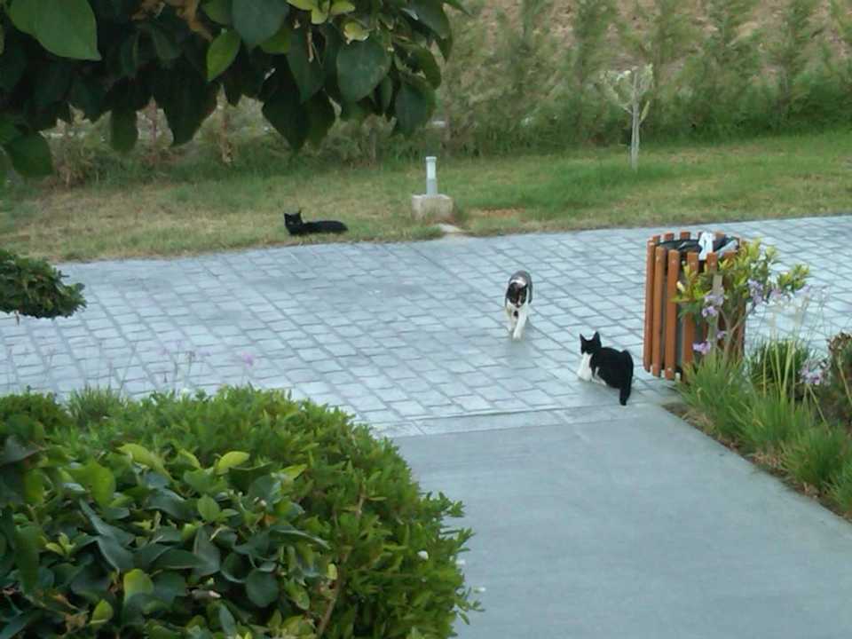 "Nachbarn" TUI BLUE Palazzo del Mare