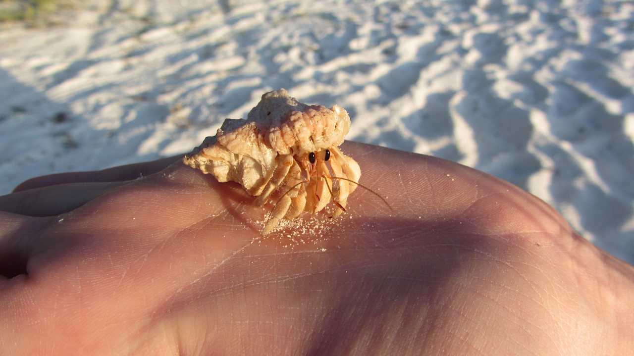 Krebse in allen Größen Meeru Maldives Resort Island