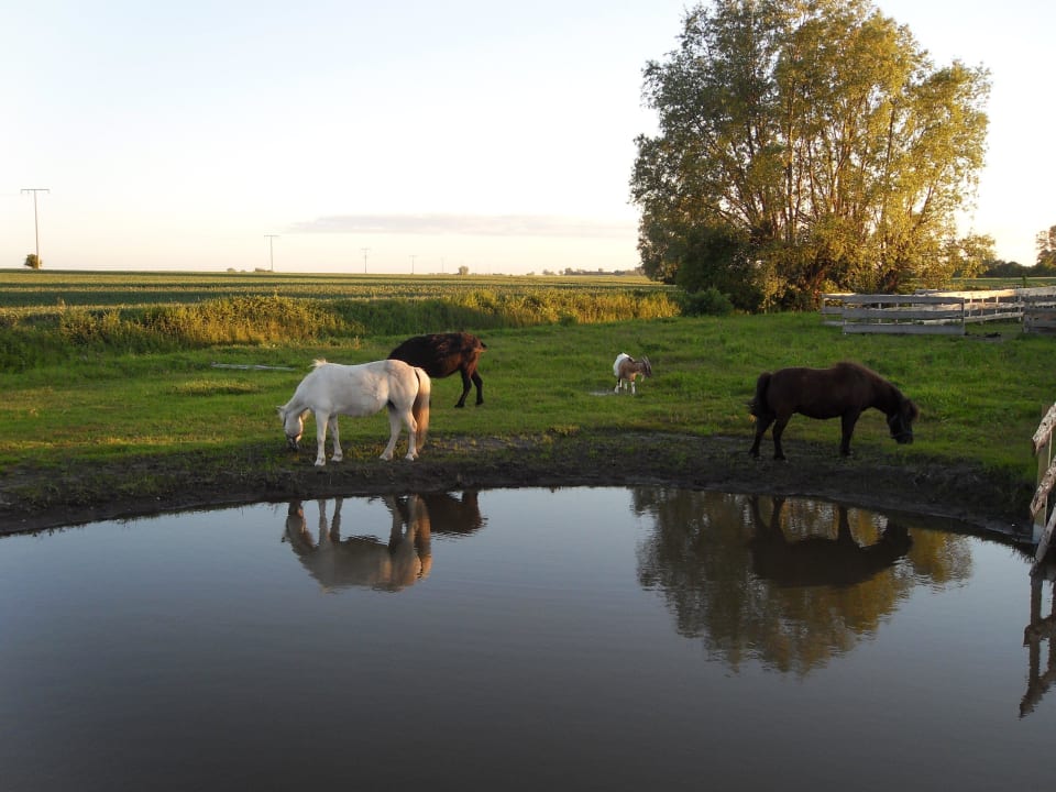 Tierweide Horse Lake Ranch Ferienanlage