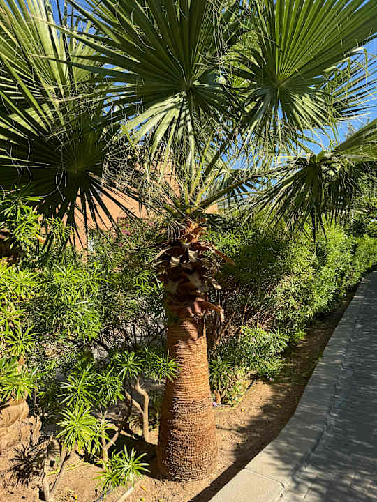 Gartenanlage Jaz Makadi Oasis Resort