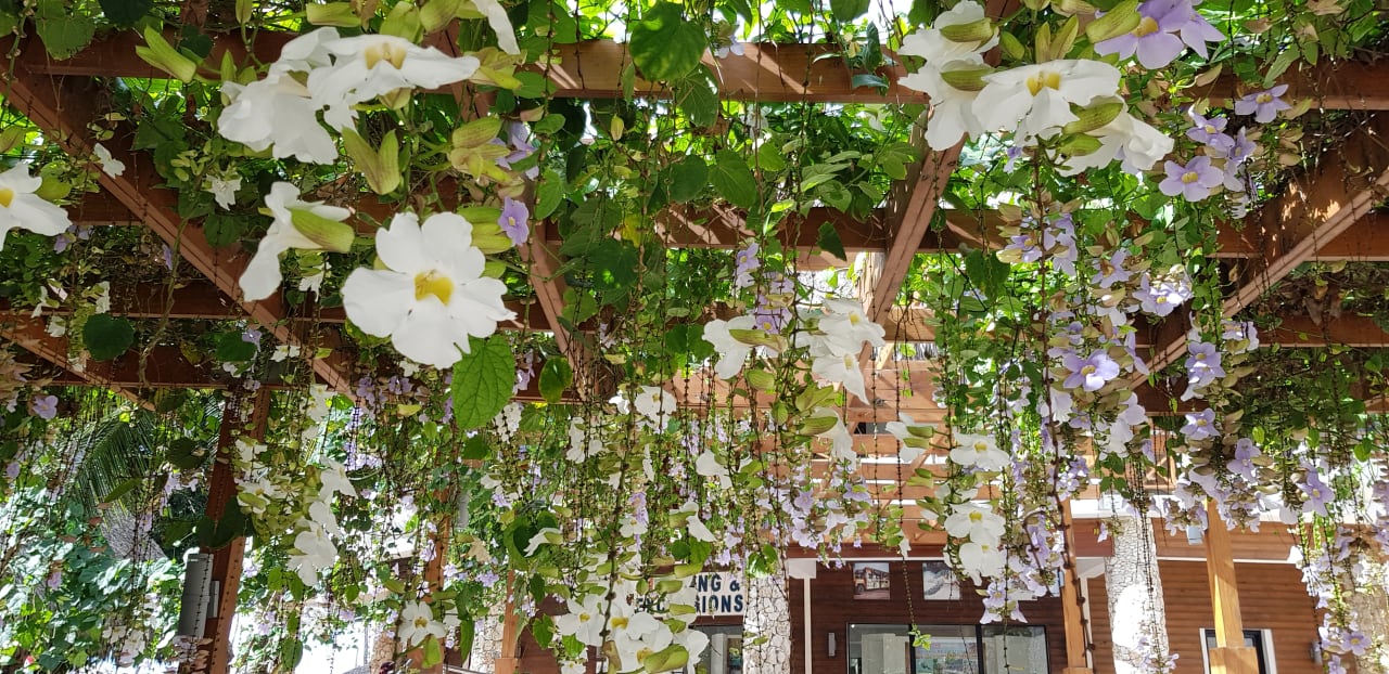 Außenansicht Hotel Viva Dominicus Beach by Wyndham - All Inclusive Resort