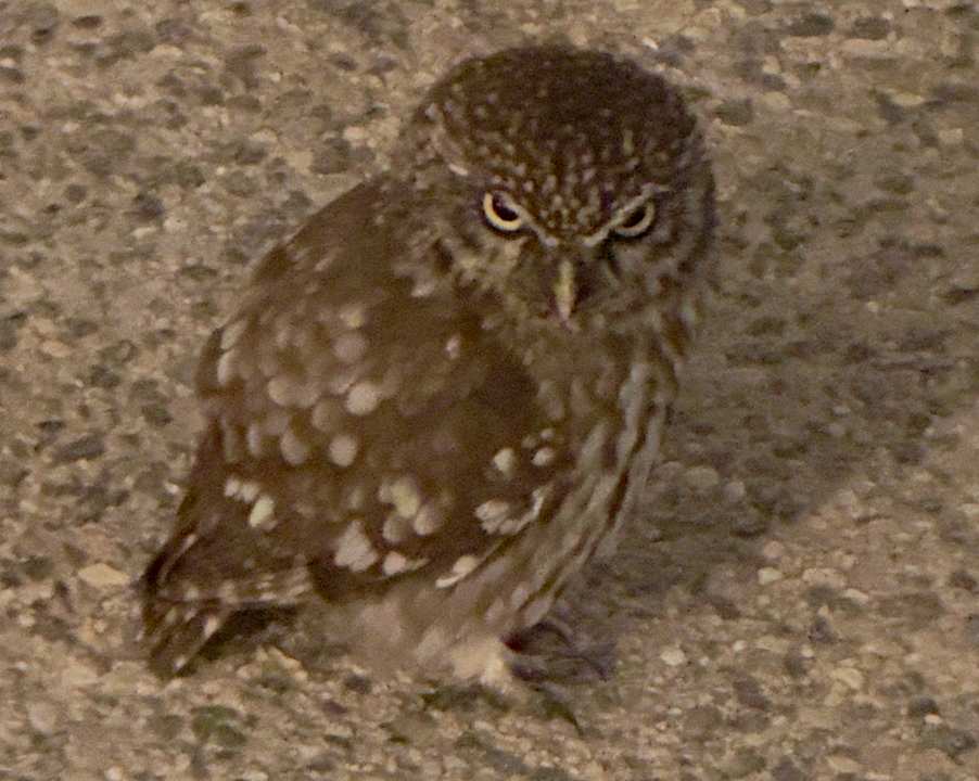 Sonstiges Gaia Garden Hotel