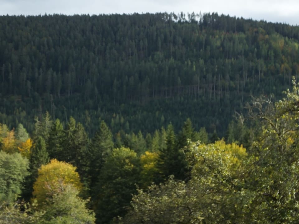 Ausblick Schwarzwaldhotel-Gasthof Hirsch