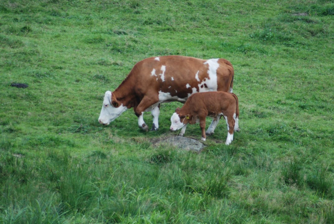Kuh mit Kälbchen Ferienwohnung Fritz Gabi Bodenmais