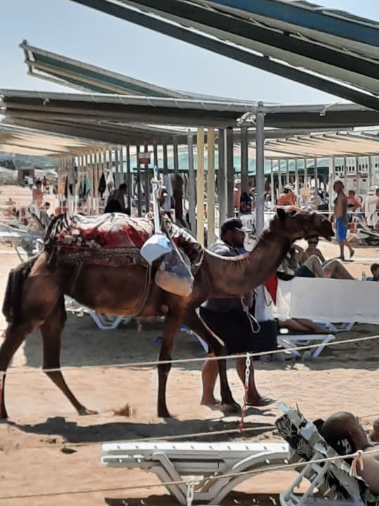 Strand Hane Sun Elite Hotel