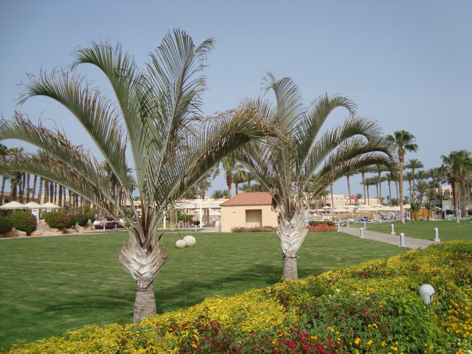 Gartenanlage Beach Albatros Resort