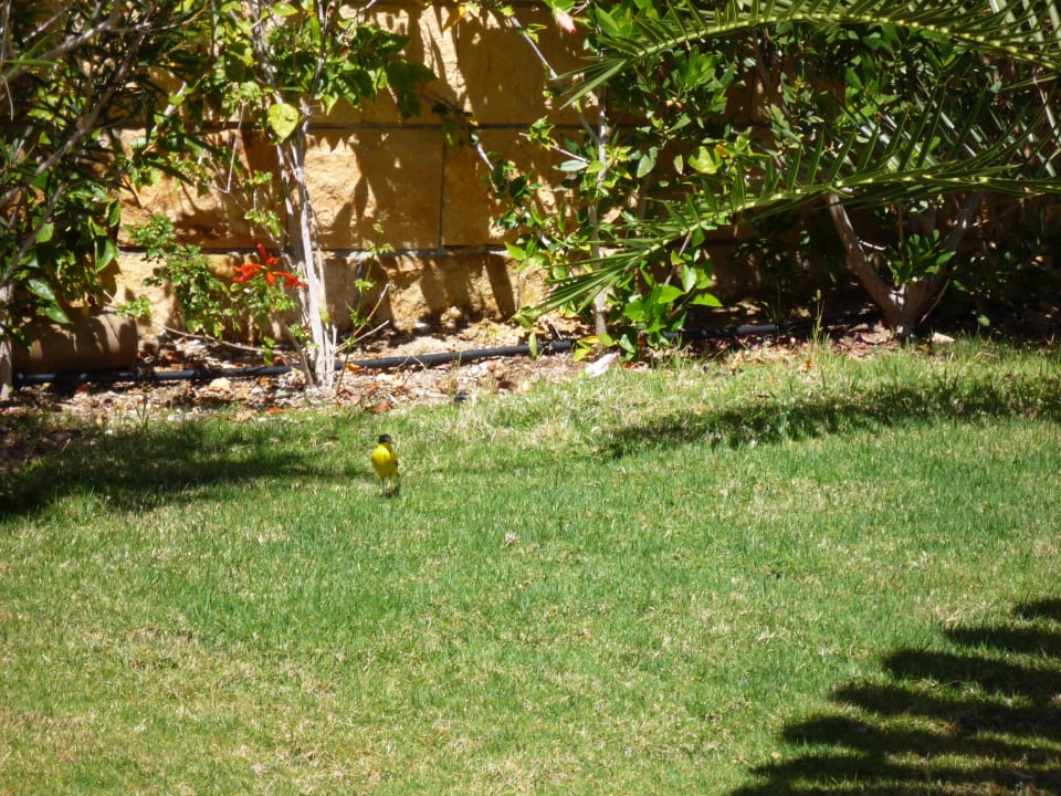 Okolí bazénu Coral Hills Resorts & SPA