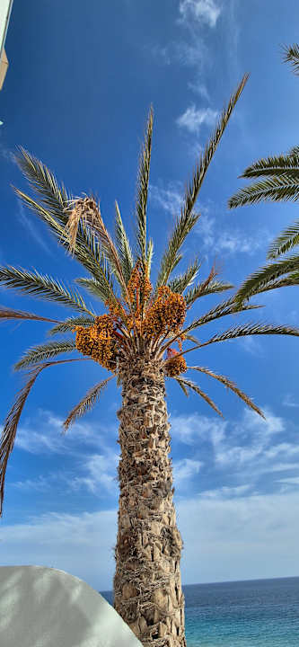 Gartenanlage Hotel Riu Palace Jandia