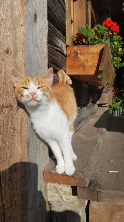 Sonstiges Hotel Ferienparadies Lerch