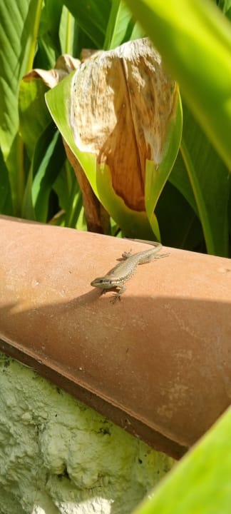 Gartenanlage Iz Flower Side Beach Hotel