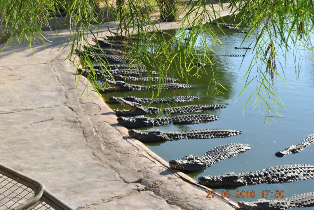 Krokofarm (Explorer) Royal Karthago Djerba