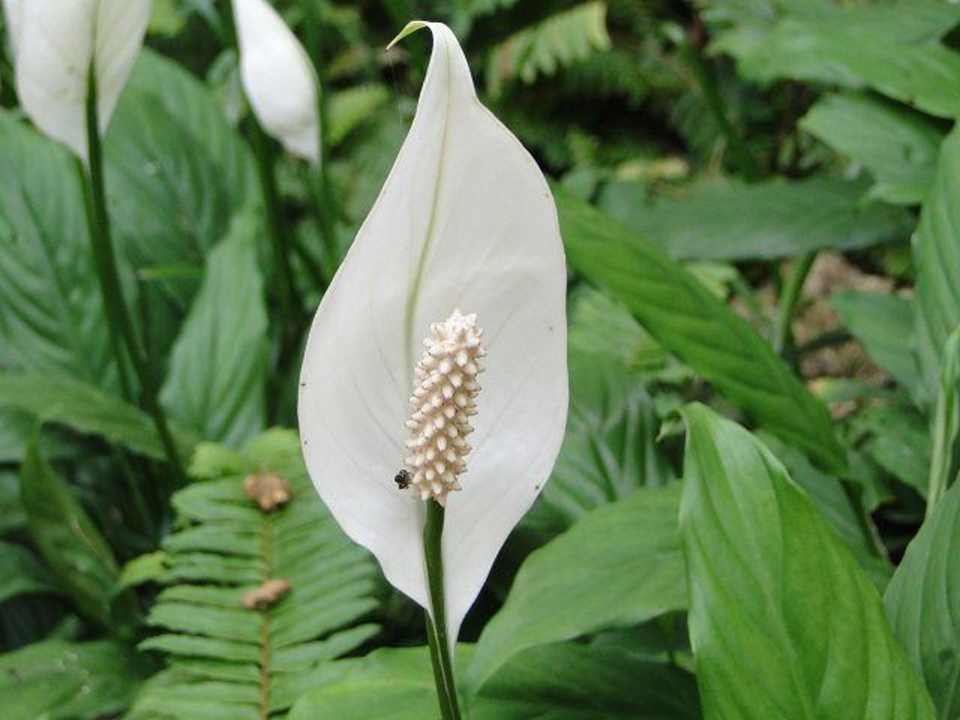Blüte Paradise Beach Resort, Samui