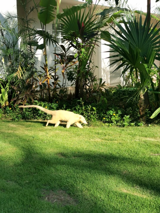 Gartenanlage Bahia Principe Grand Tulum