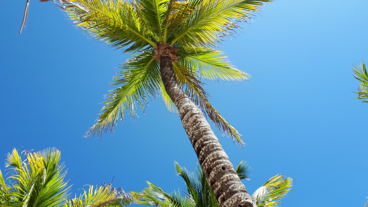 Strand Grand Palladium Kantenah Resort & Spa