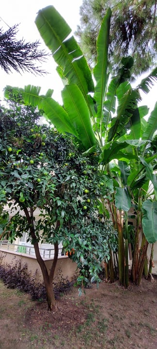 Gartenanlage Club Sidelya Hotel