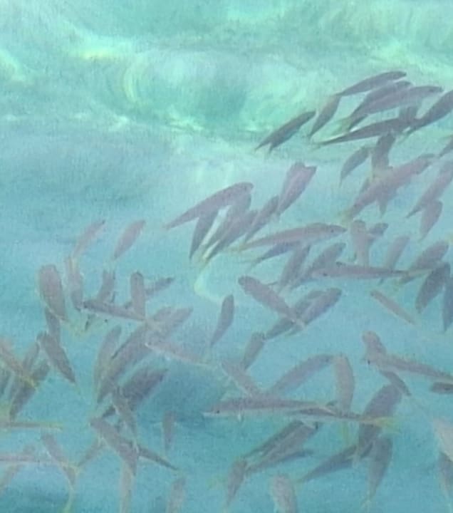 Sport & Freizeit  Jasmine Palace Resort & Spa