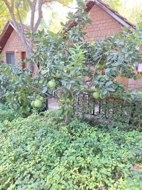 Außenansicht Can Garden Beach