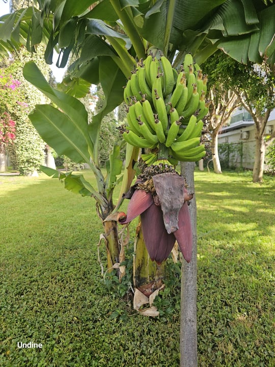 Außenansicht Hotel Gardenia Beach