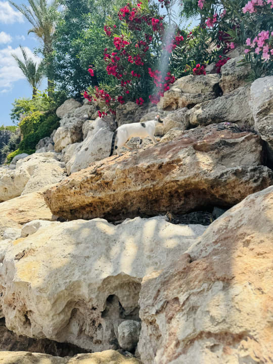 Strand Crystal Springs Beach Hotel