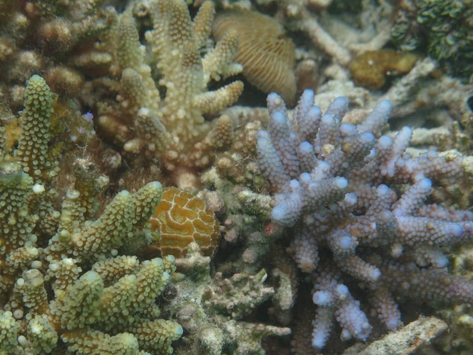 Korallengarten am Hausriff Embudu Village