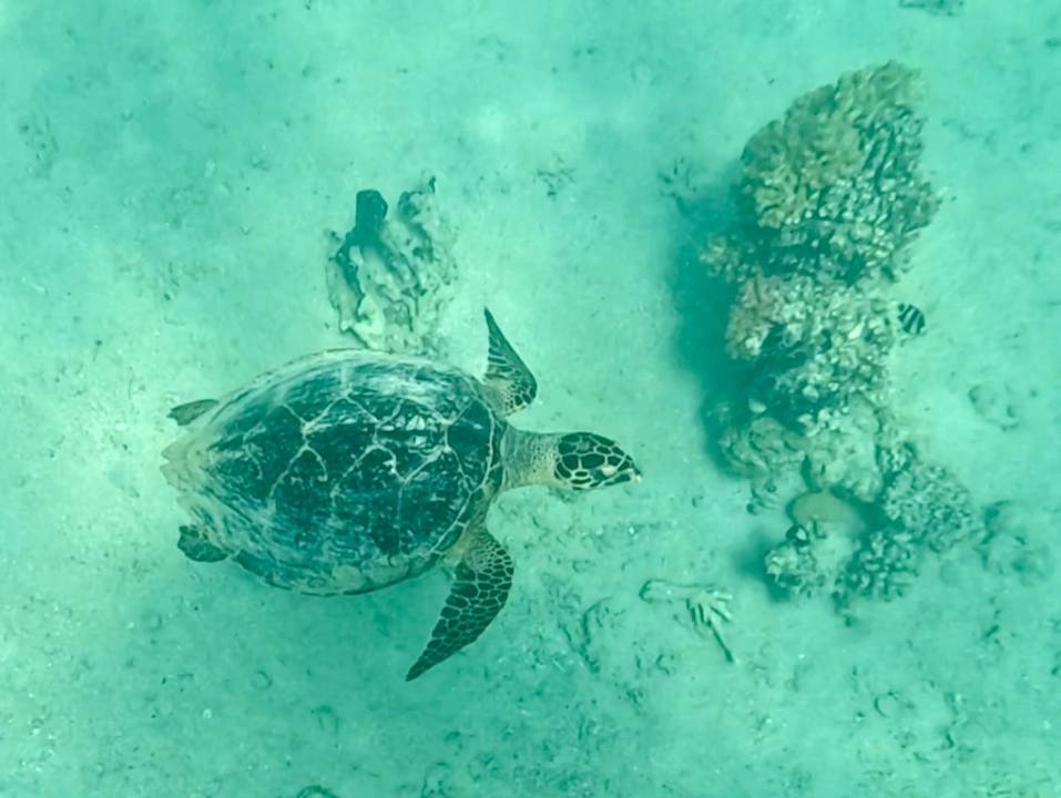 Strand Shams Prestige Abu Soma-Adults Only