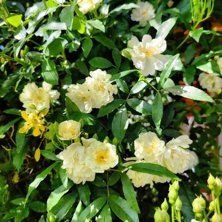 Gartenanlage Appartements Villa Fortuna